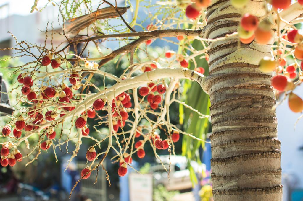 Areca Homestay Hoi An Eksteriør bilde