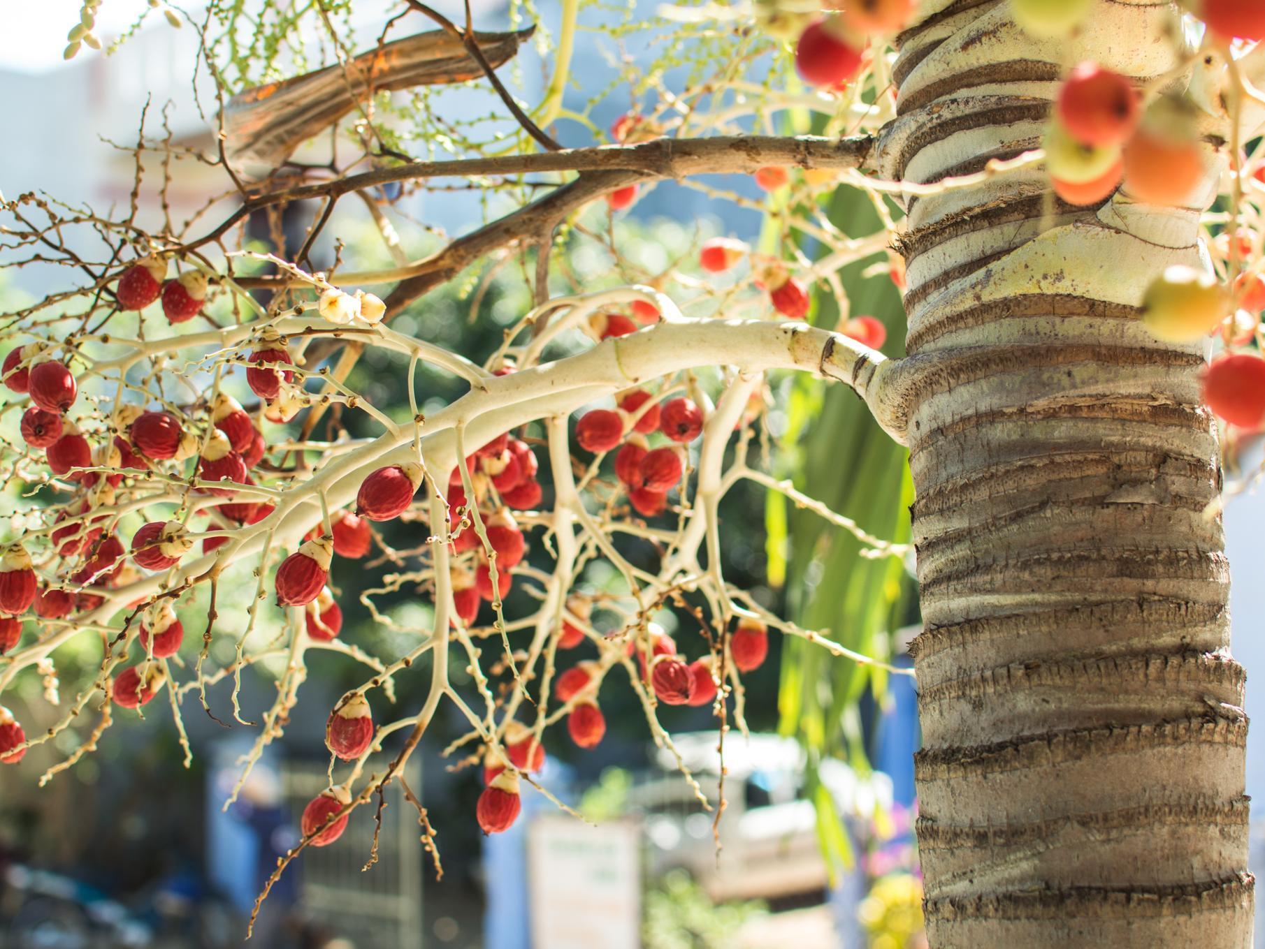 Areca Homestay Hoi An Eksteriør bilde